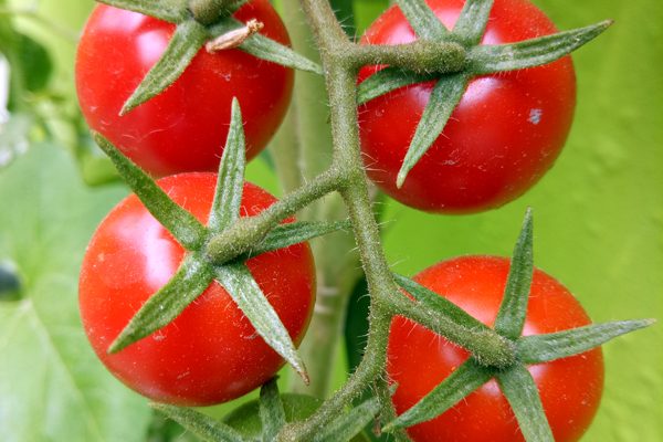 hidroponik bali tomat cherry hidroponik