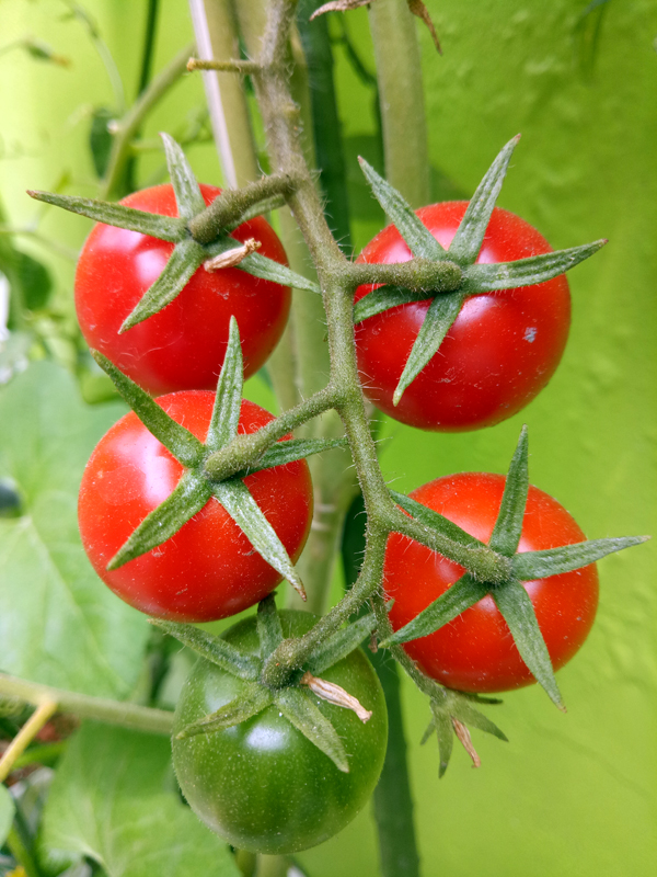 hidroponik bali tomat cherry hidroponik
